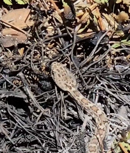 iNaturalist observation photo of Northern Pacific Rattlesnake