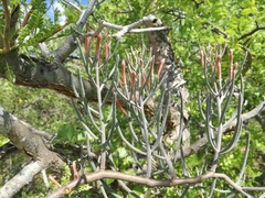 Psittacanthus sonorae