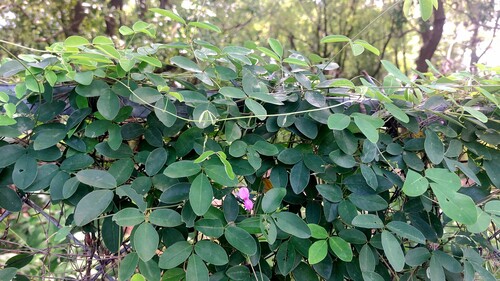 slender-flowered milkpea (Galactia tenuiflora)