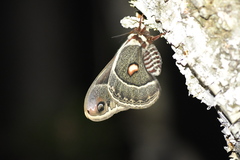 Hyalophora columbia