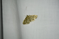 Anania coronata