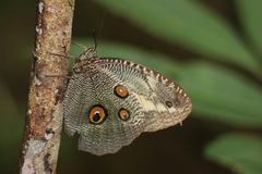 Dasyophthalma creusa