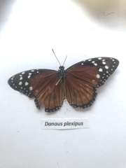 Danaus eresimus erginus