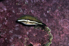 Canthigaster callisterna