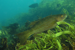 Olisthops cyanomelas