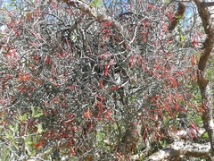 Psittacanthus sonorae