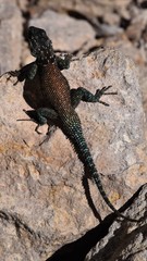 Sceloporus jarrovii