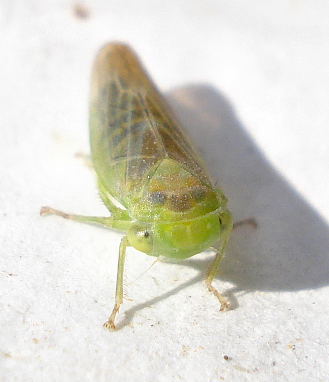 Populicerus populi