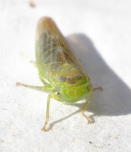 Populicerus populi nuotrauka