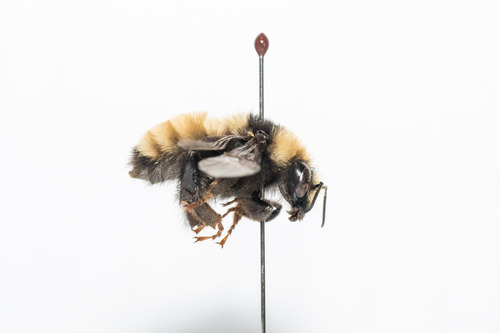 Northern Amber Bumble Bee (Bombus borealis), a species recorded in Maine