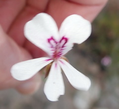 Pelargonium laevigatum