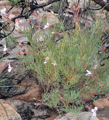 Pelargonium laevigatum