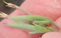 Pelargonium laevigatum