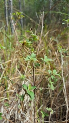 Ludwigia pilosa