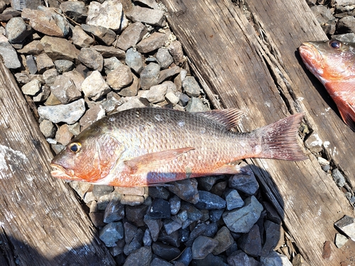 Colorado-snapper (Lutjanus colorado) — Lutjanidae — 5