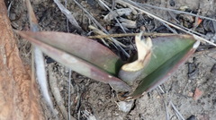 Eulophia tuberculata