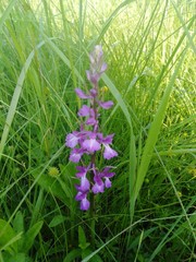Anacamptis palustris