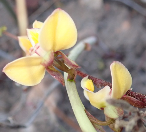 Image of Eulophia tuberculata by (c) Nicola van Berkel, some rights reserved (CC BY-SA)