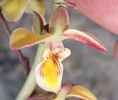 Image of Eulophia tuberculata by (c) Nicola van Berkel, some rights reserved (CC BY-SA)