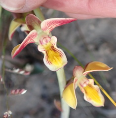 Eulophia tuberculata