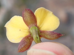 Eulophia tuberculata