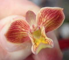 Eulophia tuberculata