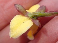 Eulophia tuberculata
