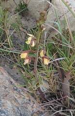 Eulophia tuberculata