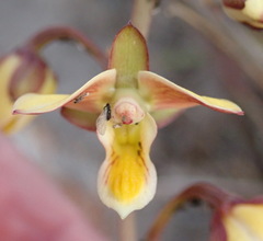 Eulophia tuberculata
