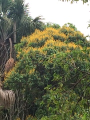 Vochysia pyramidalis