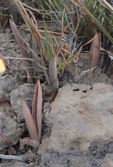 Eulophia tuberculata