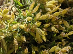 Silene parishii