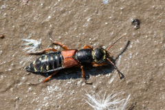 Staphylinus erythropterus