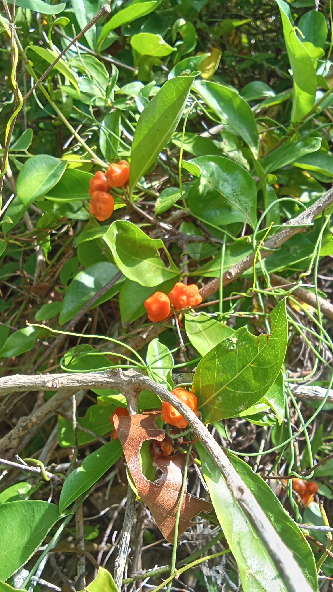 Gynochthodes parvifolia — ảnh 3