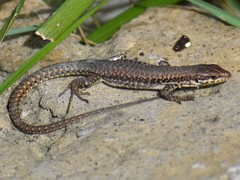 Podarcis muralis maculiventris