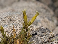 Silene parishii