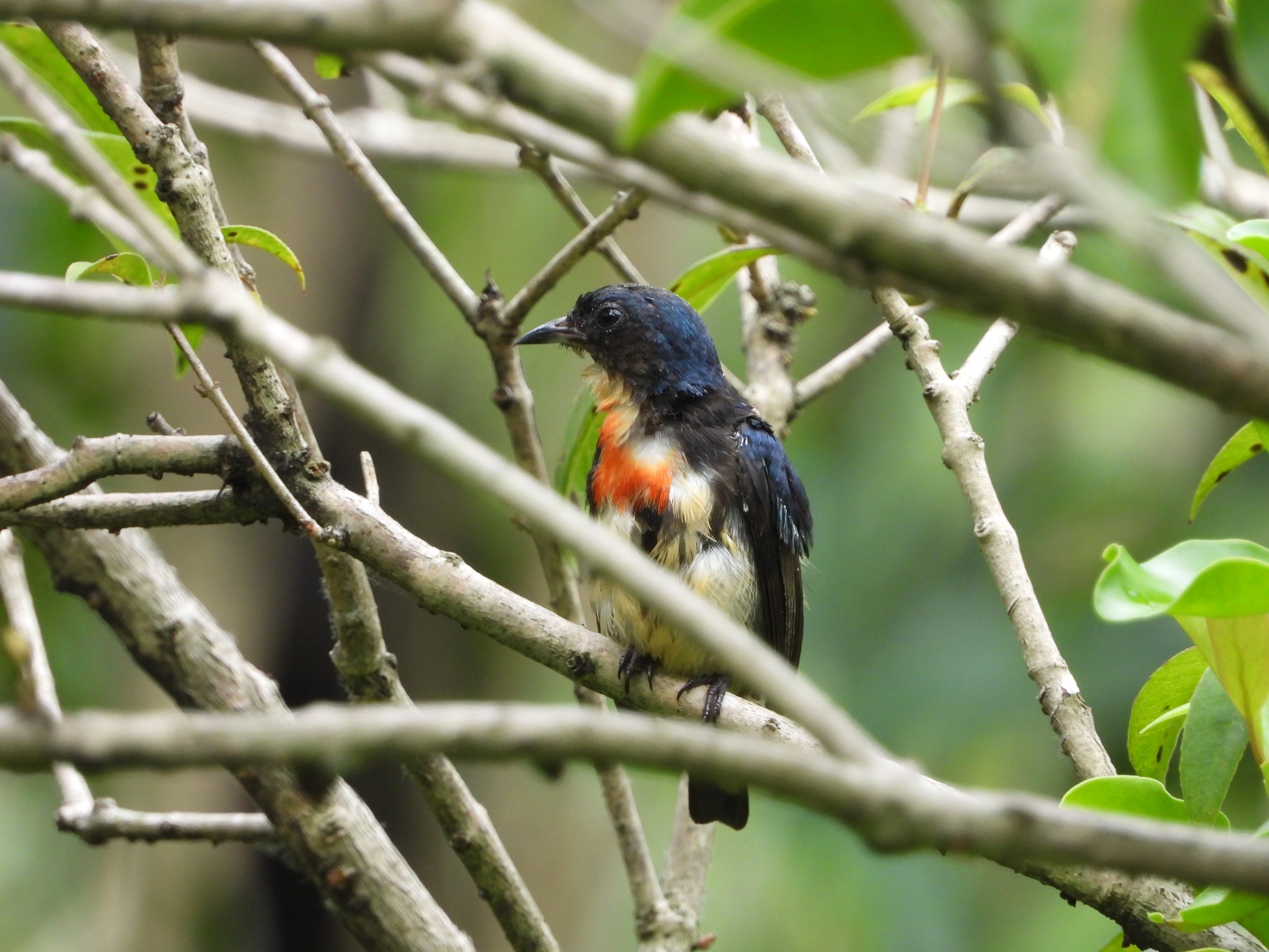 Fire-breasted Flowerpecker