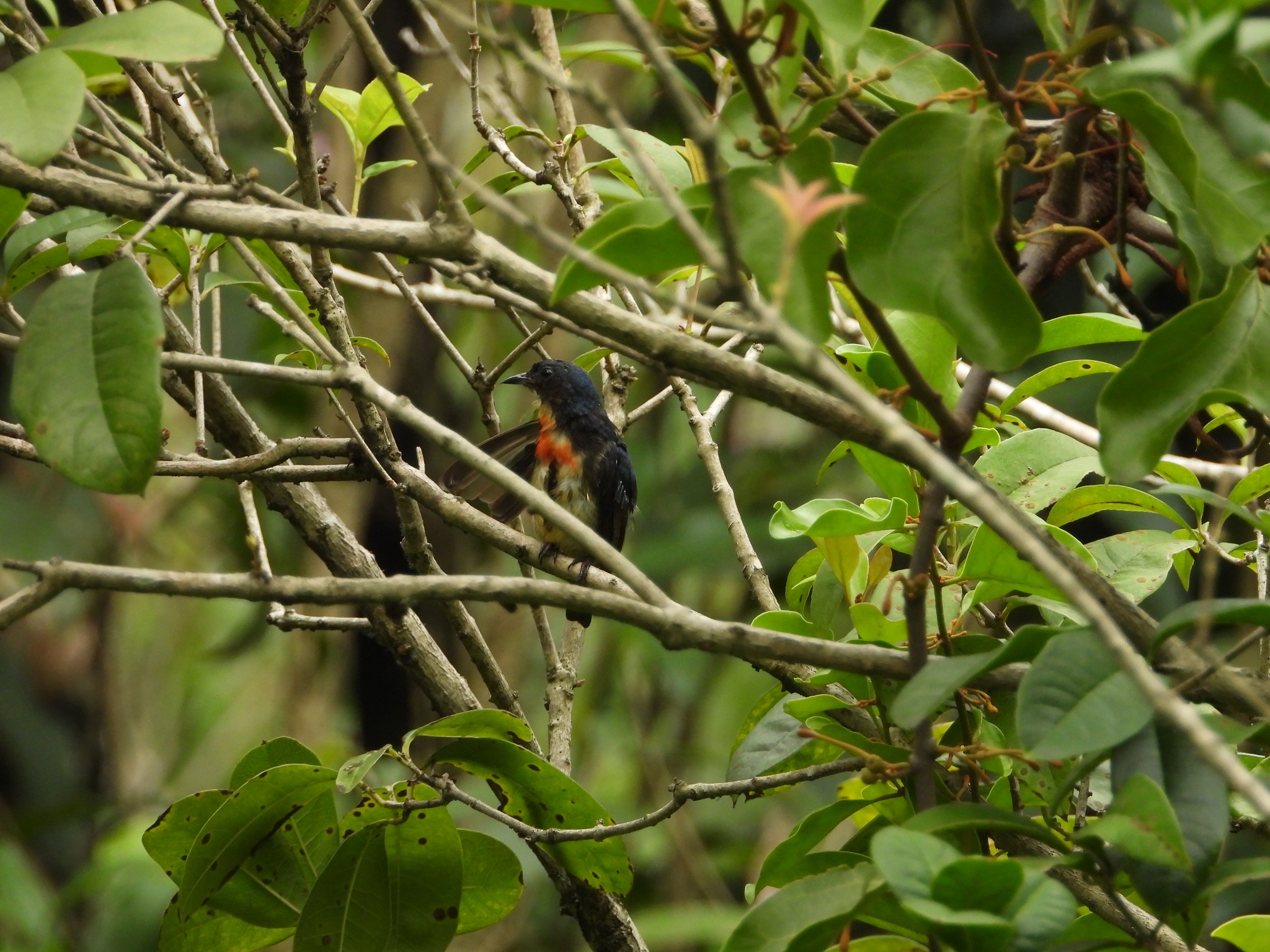 Fire-breasted Flowerpecker