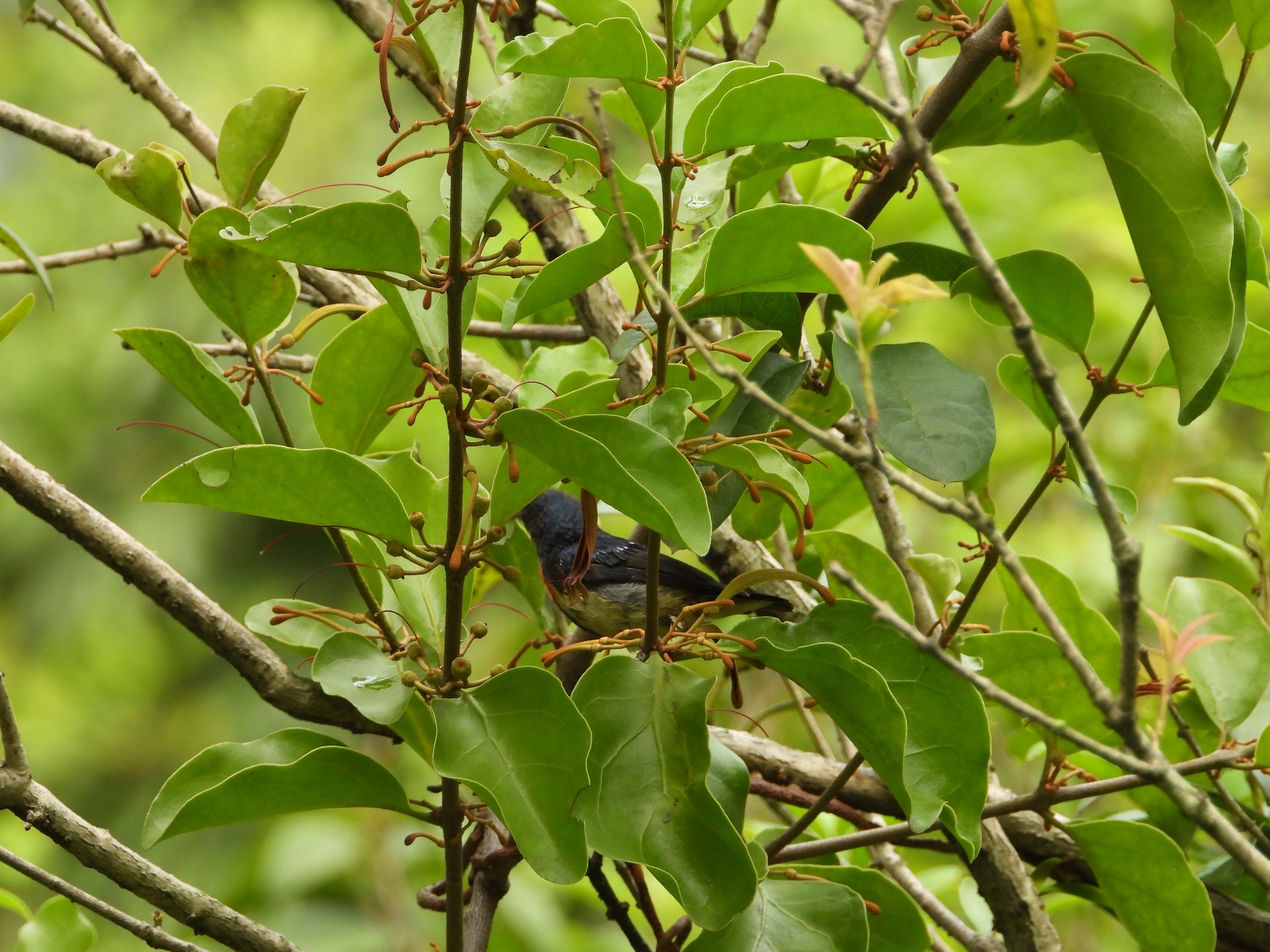 Fire-breasted Flowerpecker