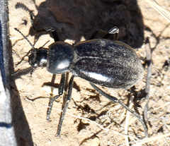 Stenomorpha convexicollis