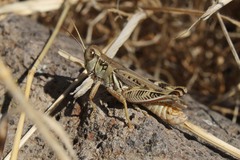 Melanoplus devastator