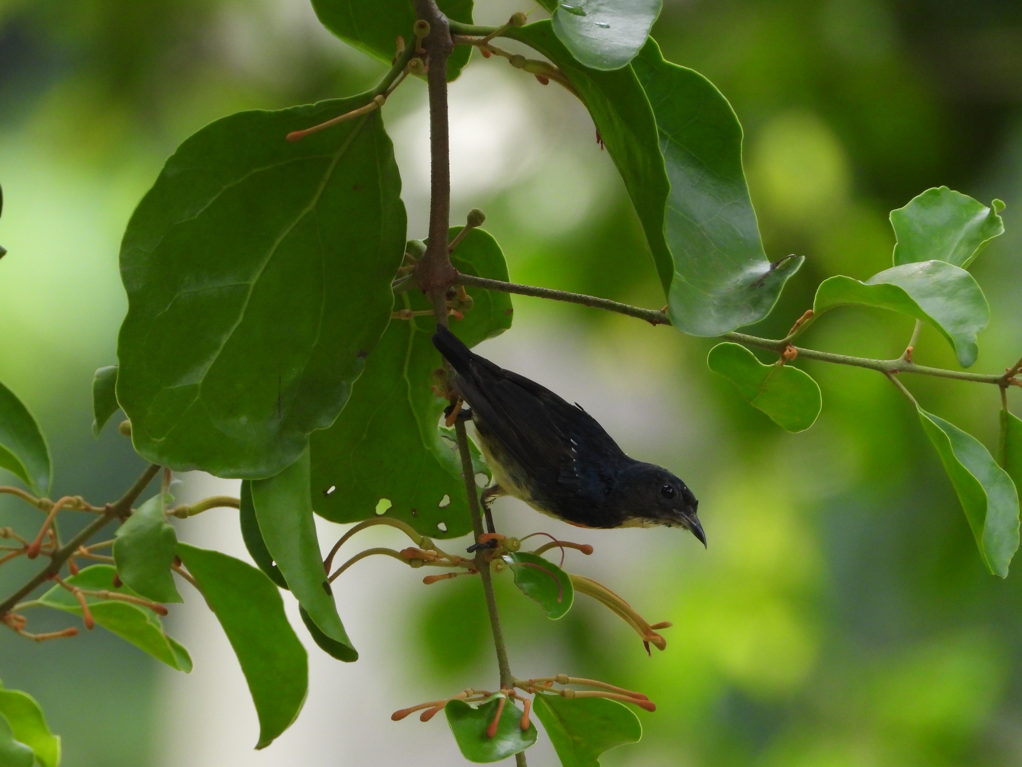 Fire-breasted Flowerpecker