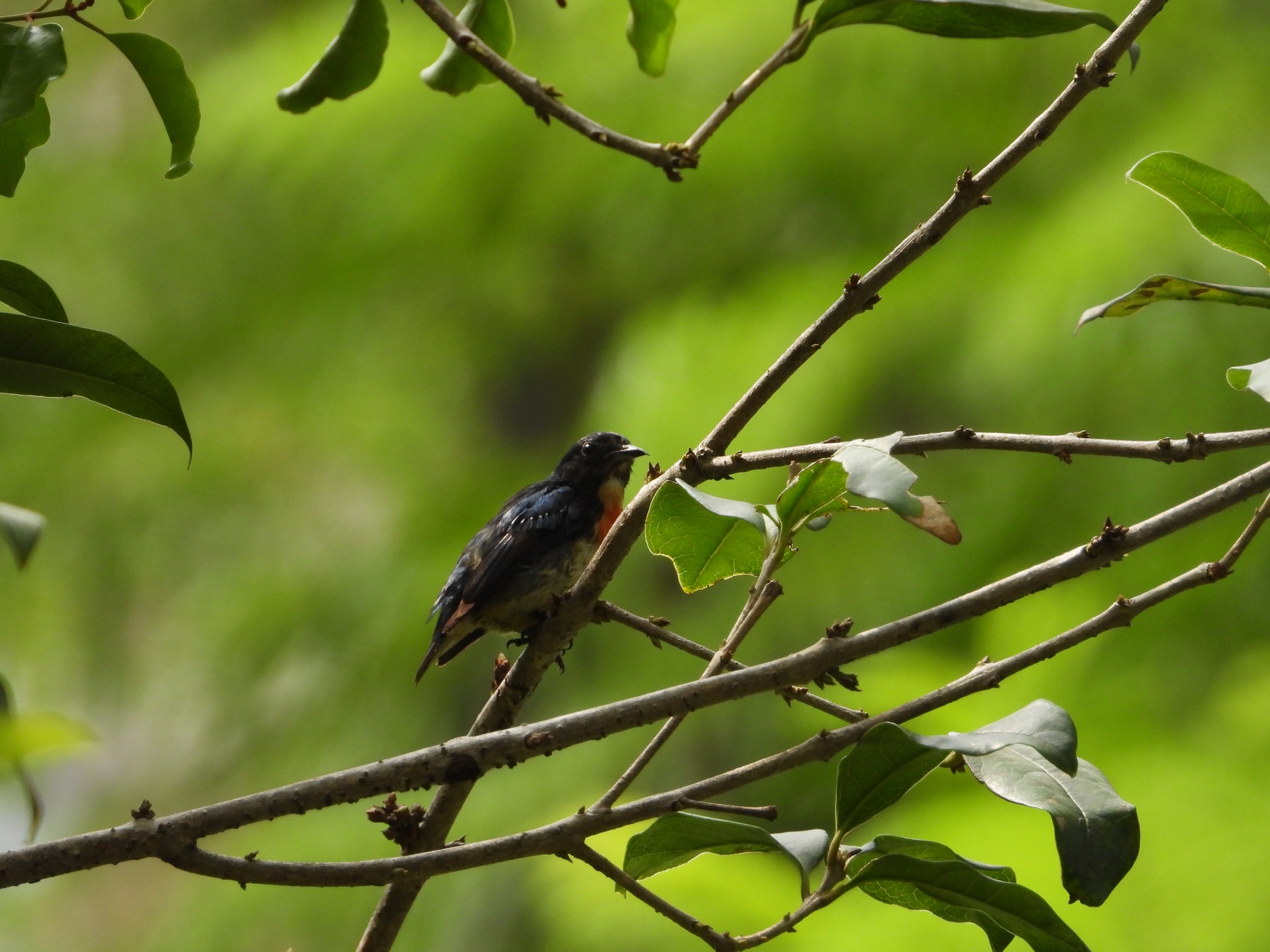 Fire-breasted Flowerpecker