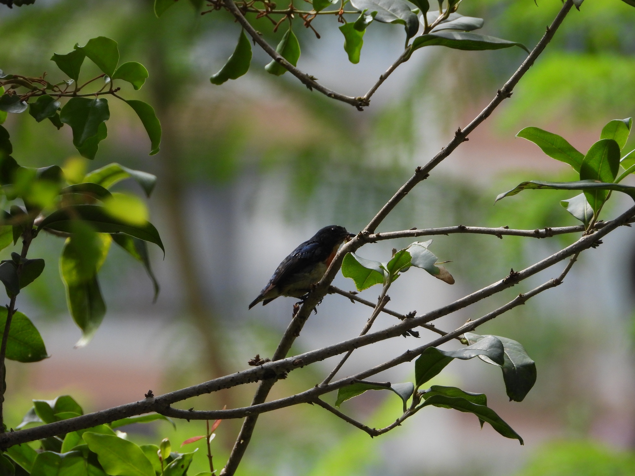 Fire-breasted Flowerpecker