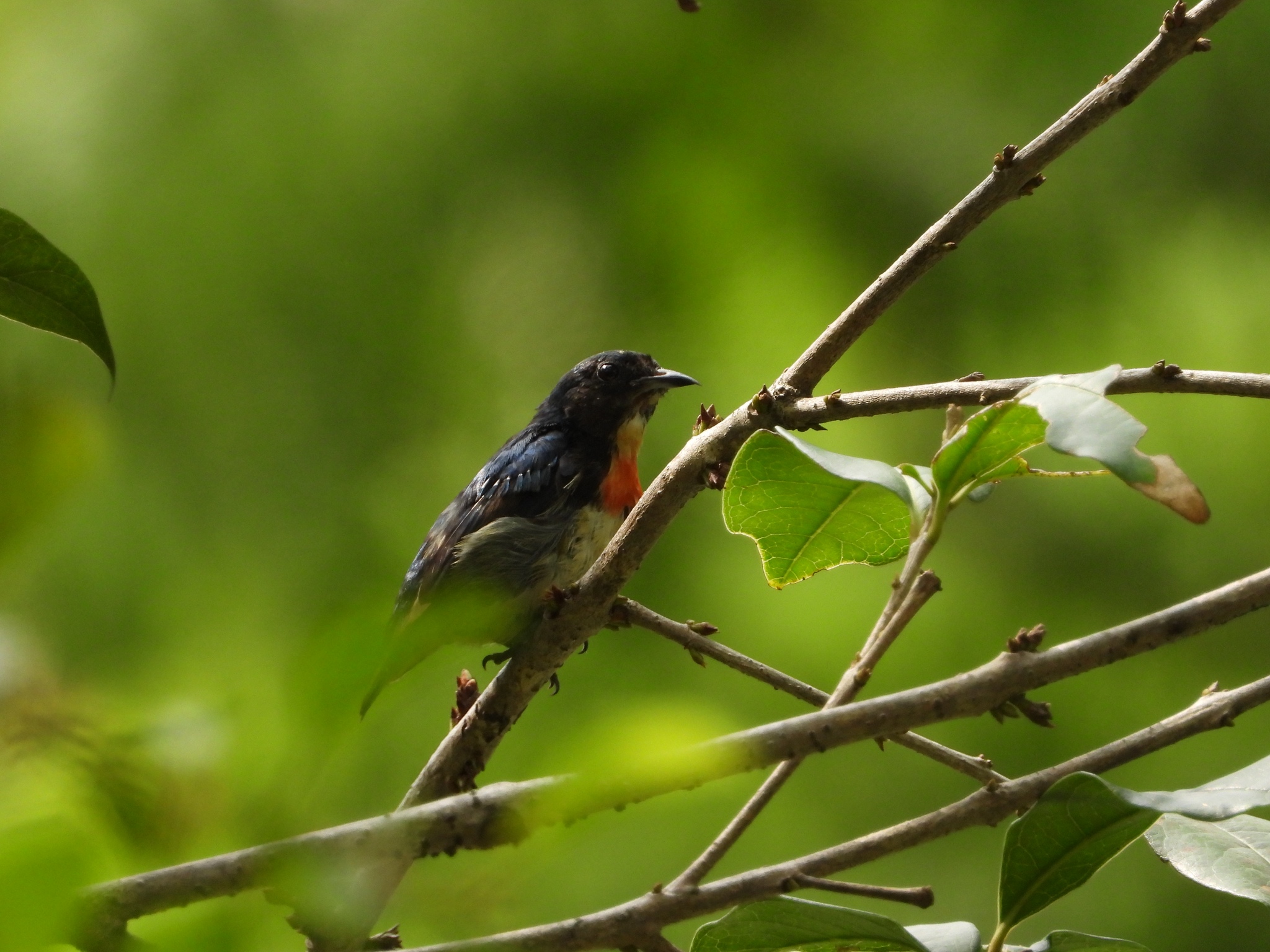 Fire-breasted Flowerpecker
