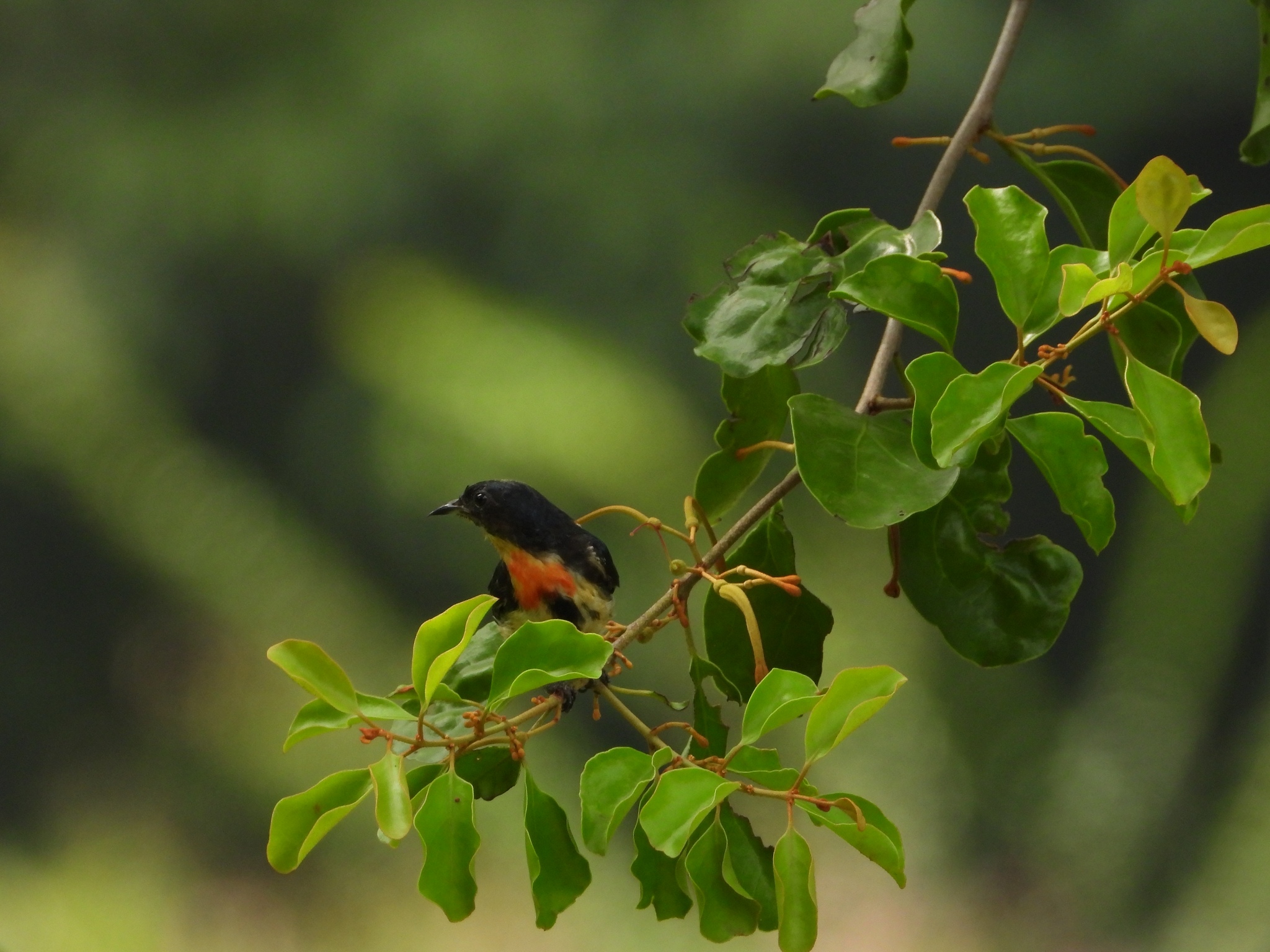 Fire-breasted Flowerpecker