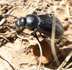 Stenomorpha convexicollis