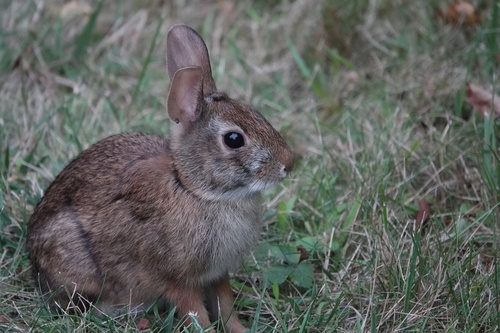 New England Cottontail observed by jwahl