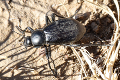 Stenomorpha convexicollis