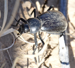 Stenomorpha convexicollis